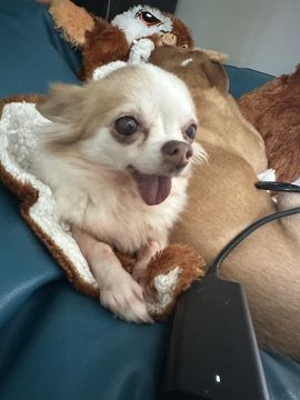 Hotel para Cães