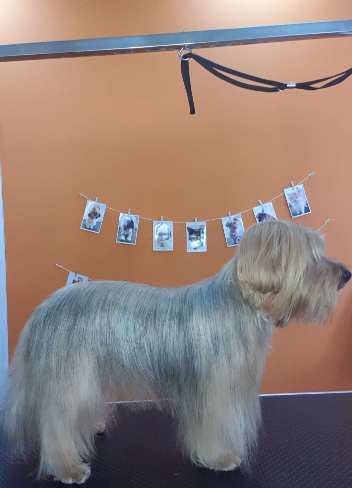 Puppies & Cia - Almeirim - Baths and Grooming for Animals