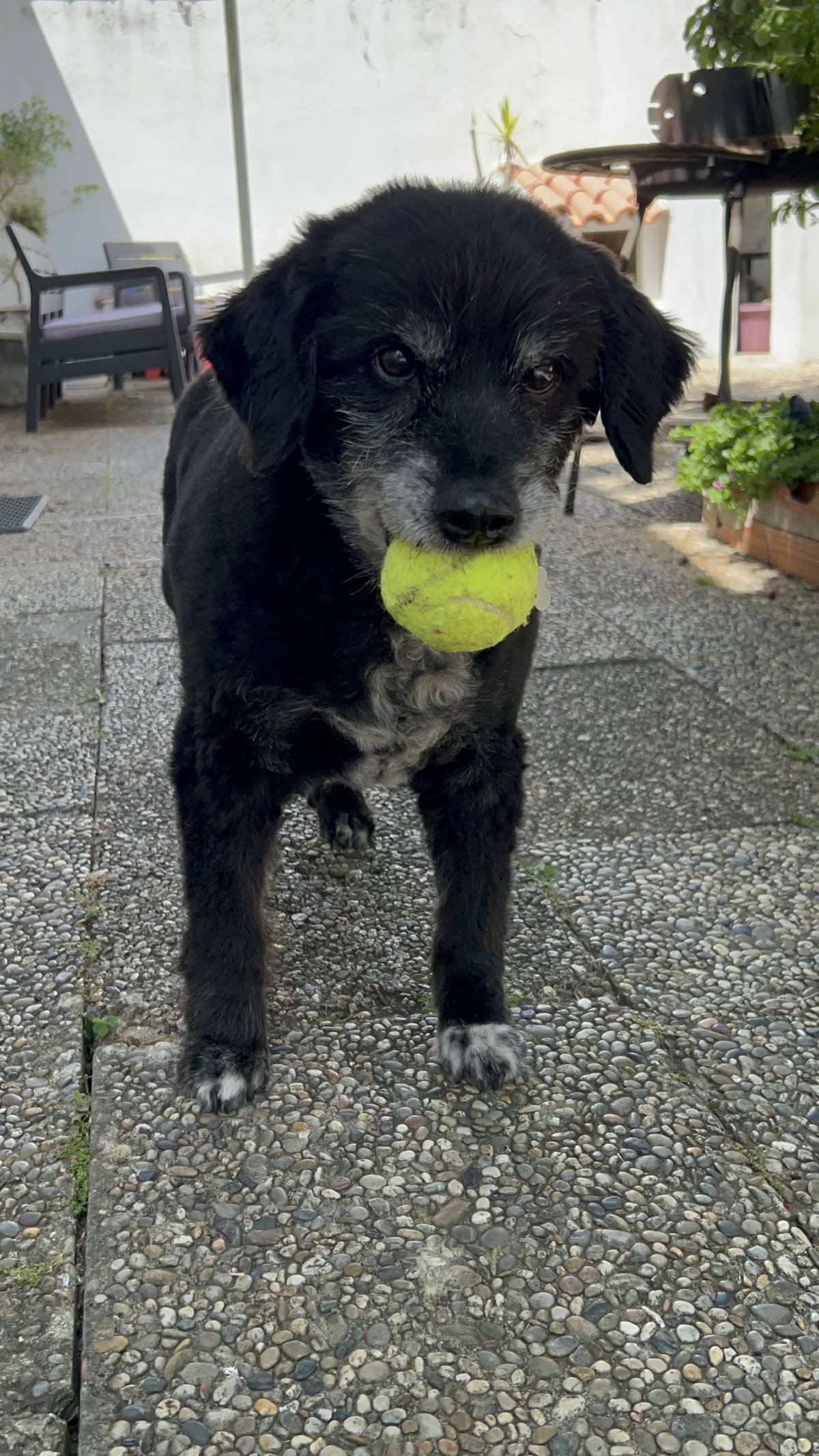 MRK9 - Cascais - Treino de Cães