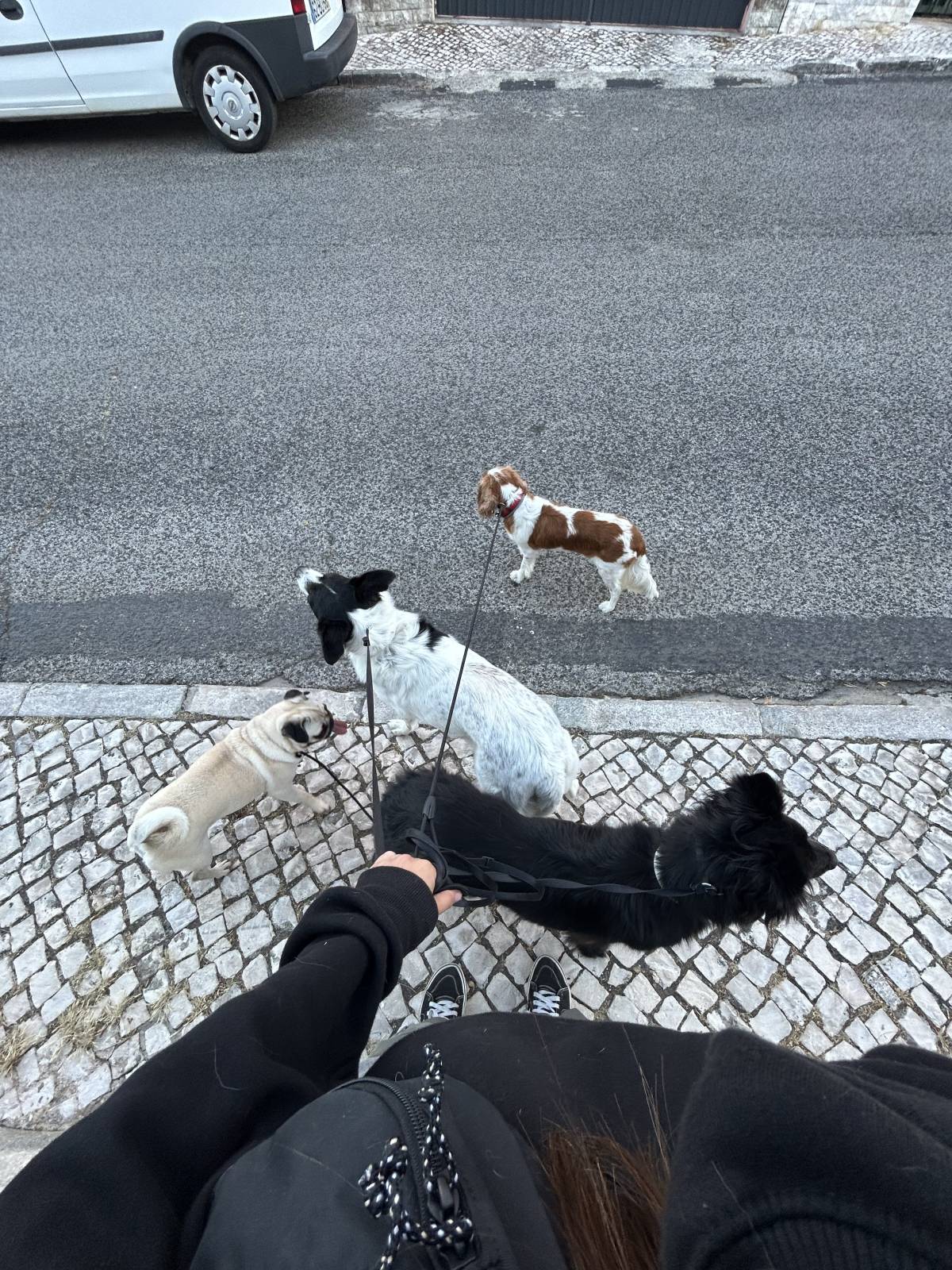 MRK9 - Cascais - Hotel de Animais de Estimação