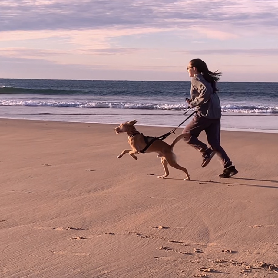 MRK9 - Cascais - Dog Walking