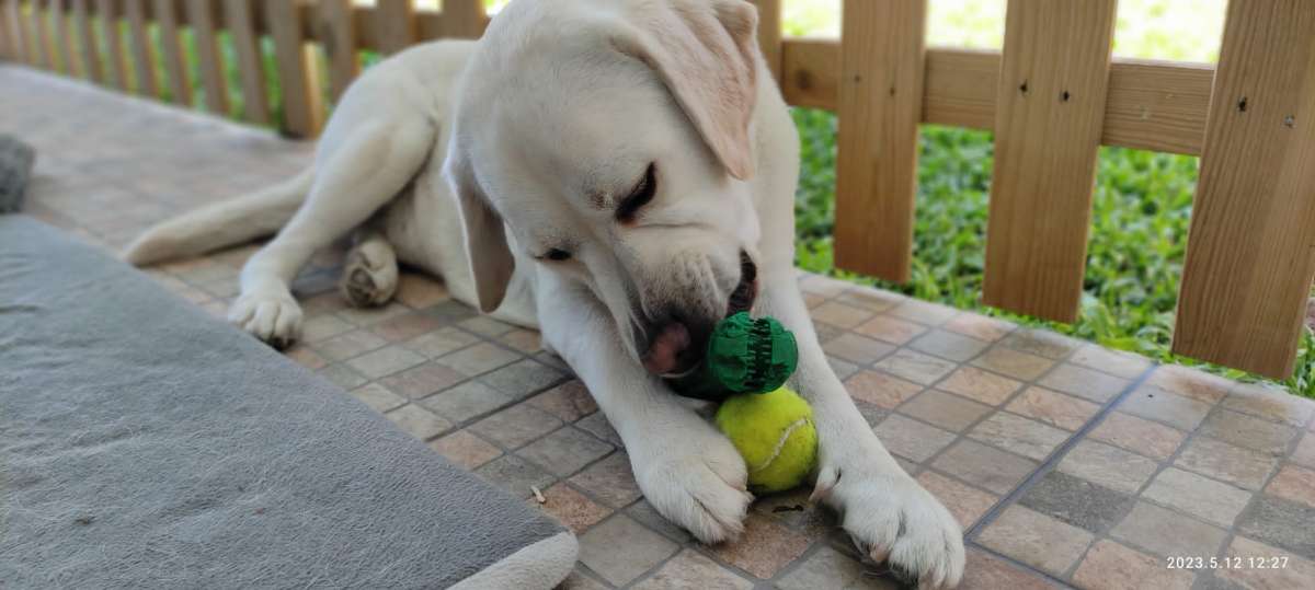 Hotel para Cães