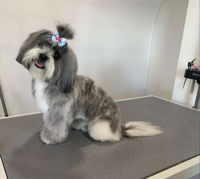 Puppies & Cia - Almeirim - Baths and Grooming for Animals