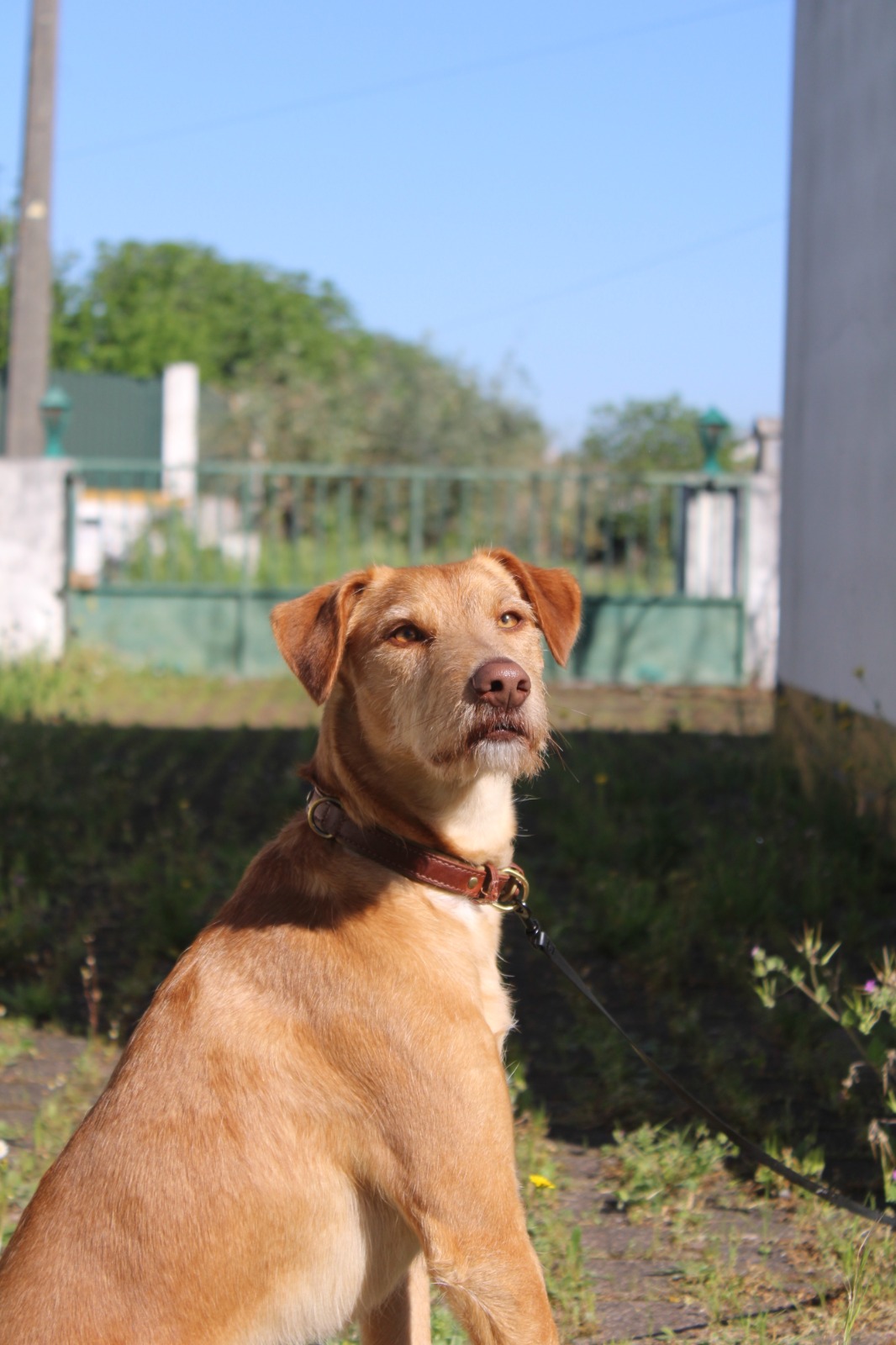 MRK9 - Cascais - Treino de Animais