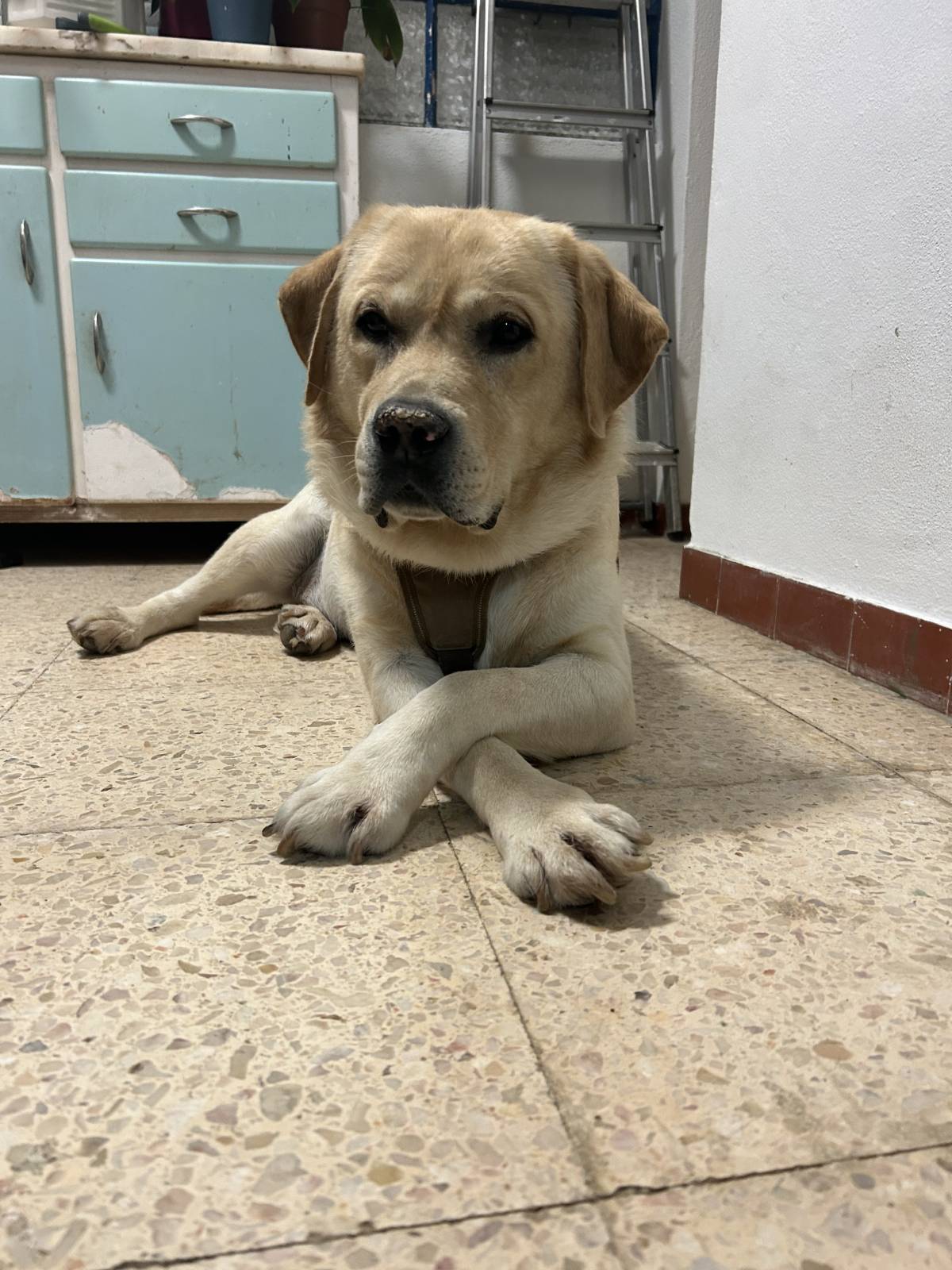 MRK9 - Cascais - Hotel e Creche para Animais