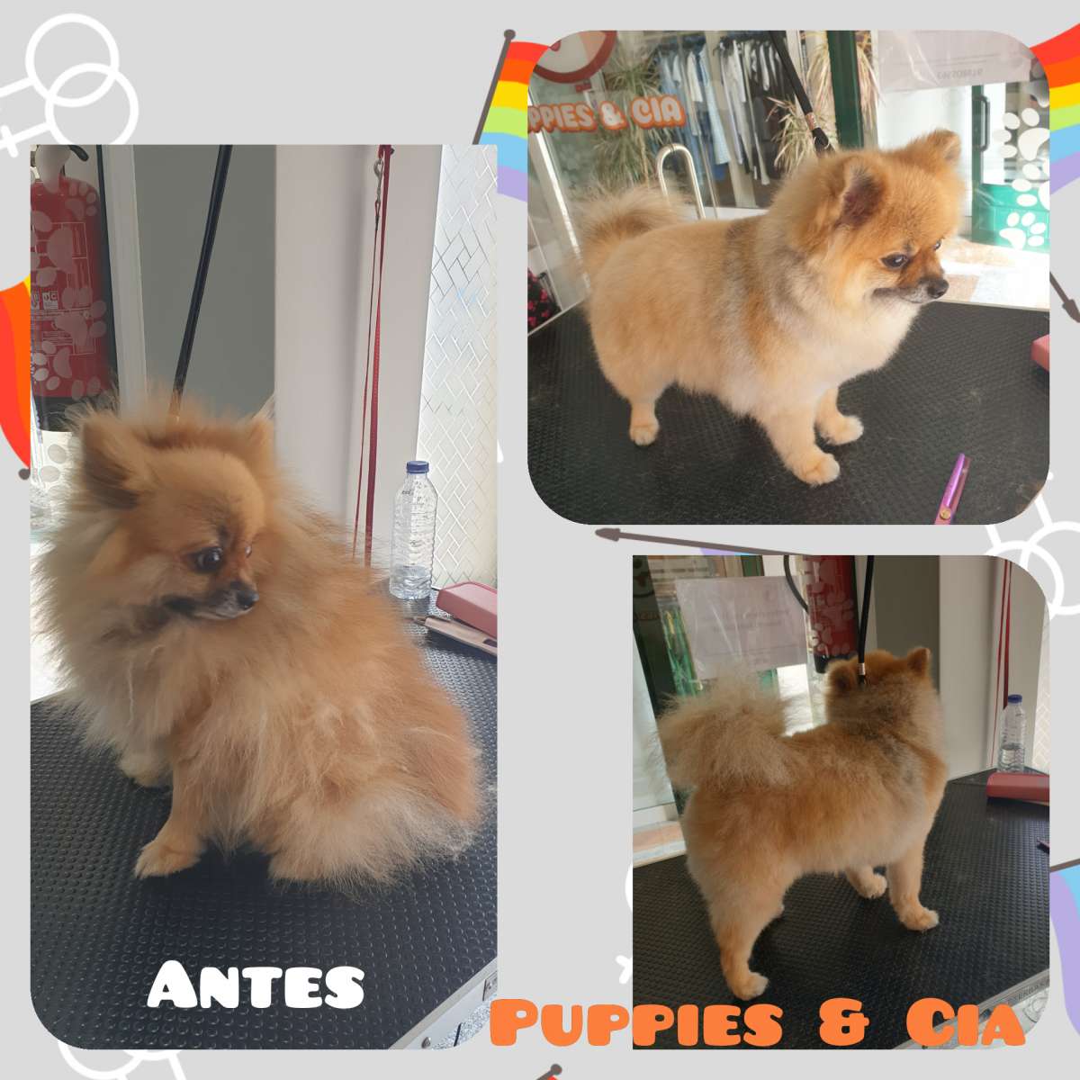 Puppies & Cia - Almeirim - Pet Care and Grooming