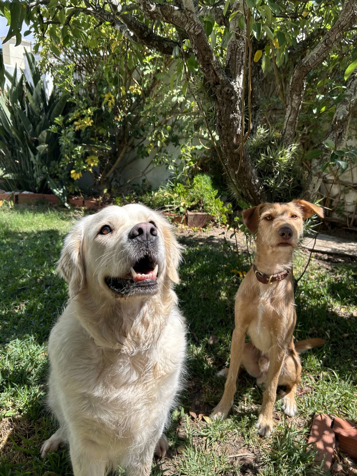 MRK9 - Cascais - Treino de Cães - Aulas