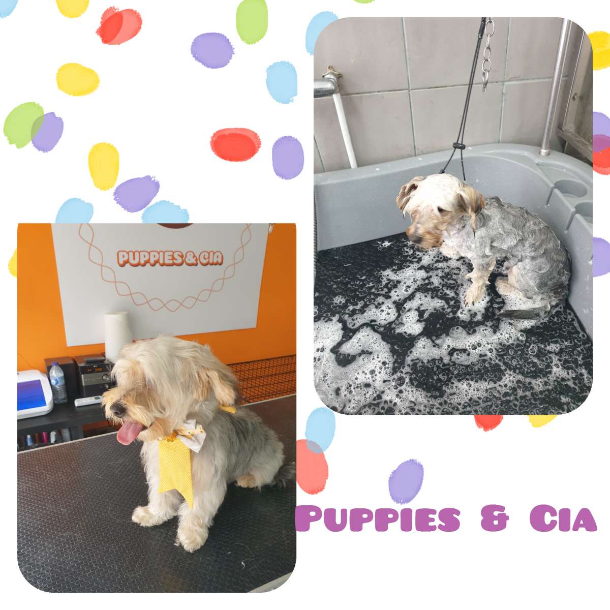 Puppies & Cia - Almeirim - Baths and Grooming for Animals