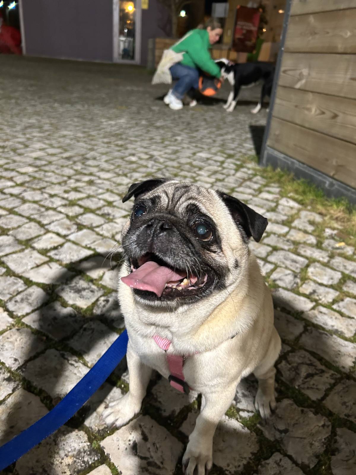 MRK9 - Cascais - Hotel e Creche para Animais