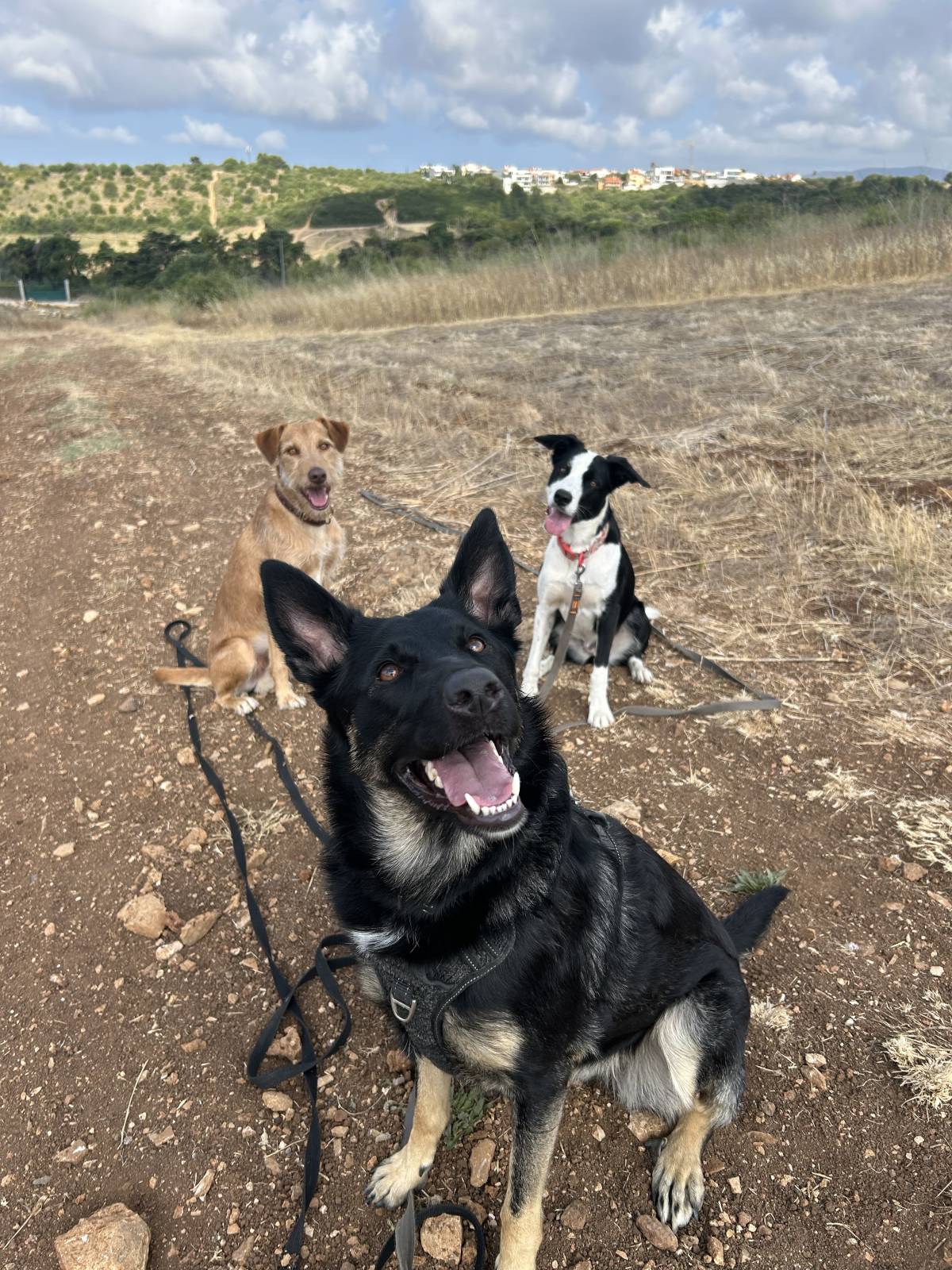 MRK9 - Cascais - Creche para Cães
