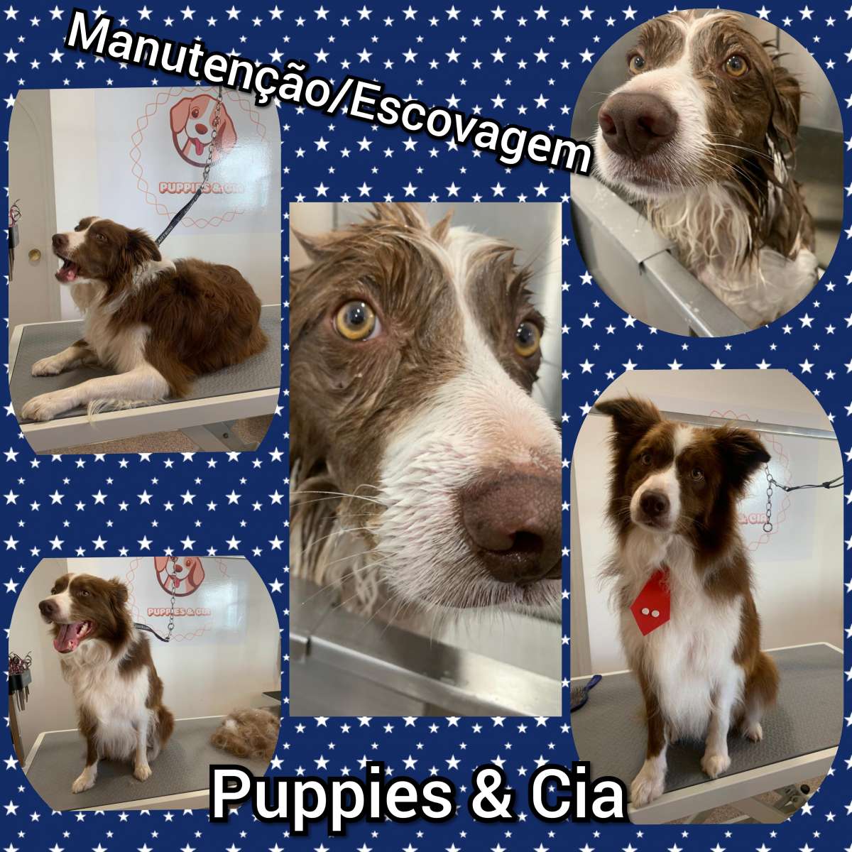 Puppies & Cia - Almeirim - Baths and Grooming for Animals