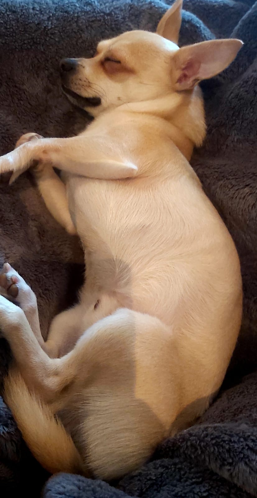 Pet_sitting_com_muito_amor - Amadora - Garde de chat