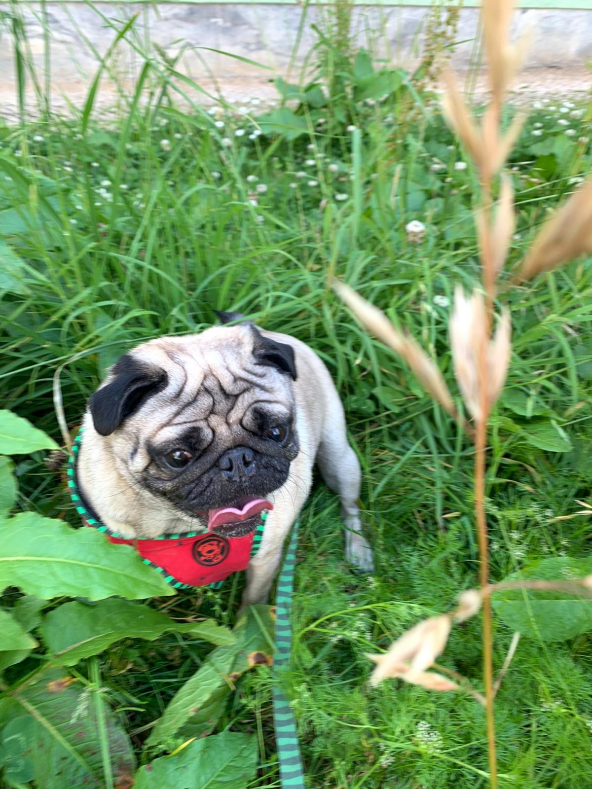 Andra - Oeiras - Dog Walking