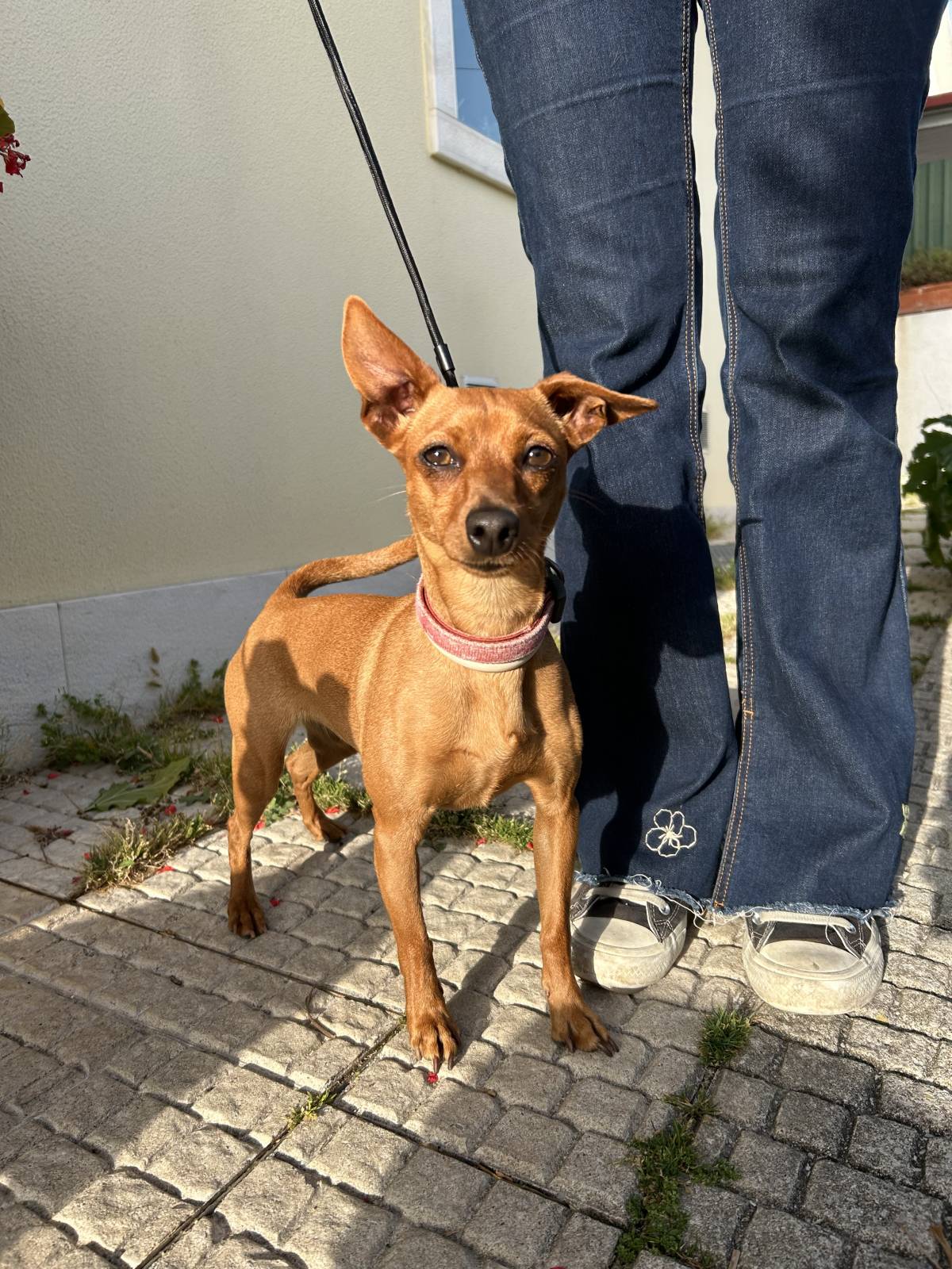 MRK9 - Cascais - Cat Sitting