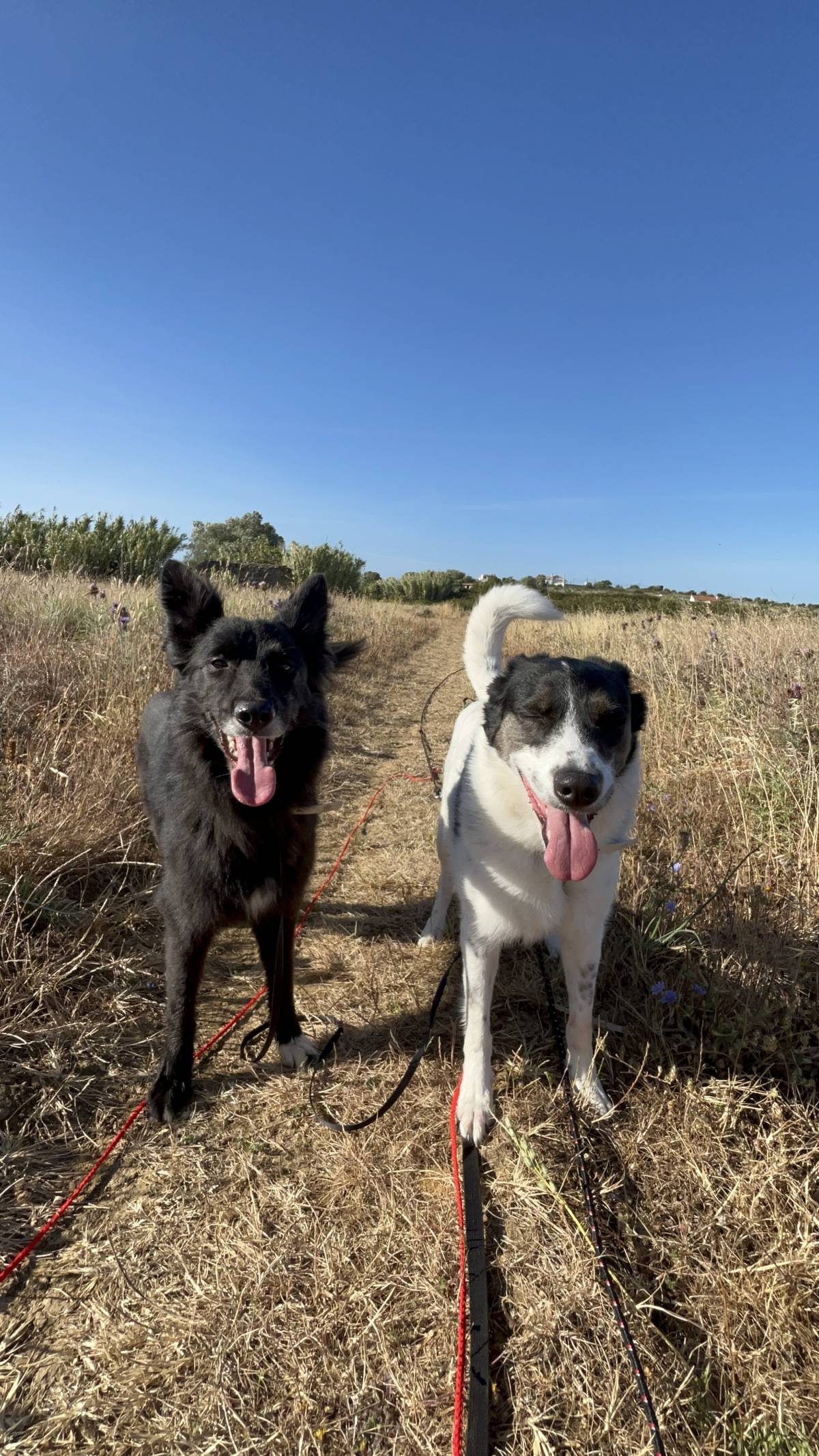 MRK9 - Cascais - Hotel para Cães