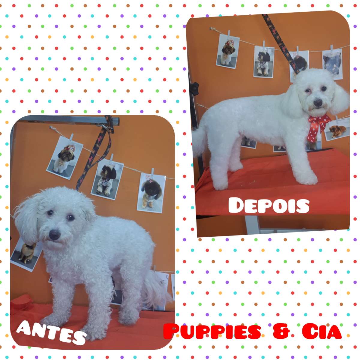 Puppies & Cia - Almeirim - Baths and Grooming for Animals