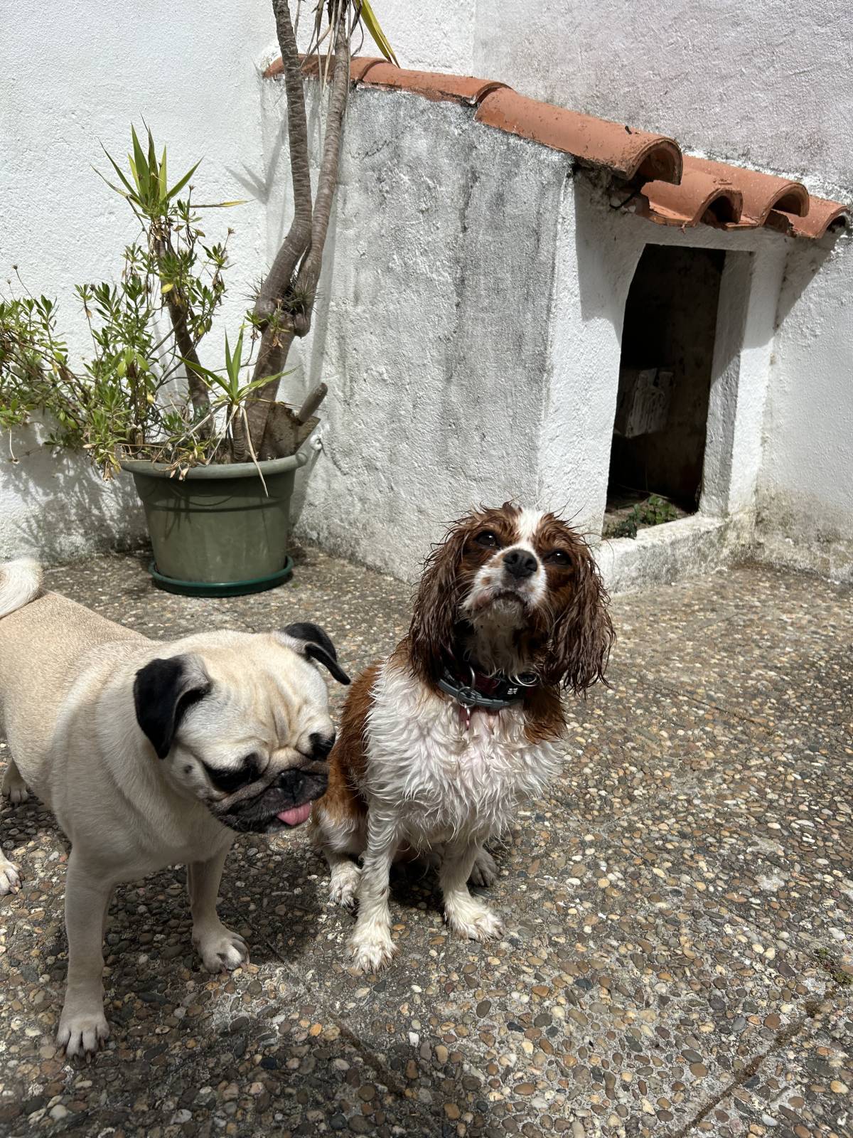 MRK9 - Cascais - Pet Sitting