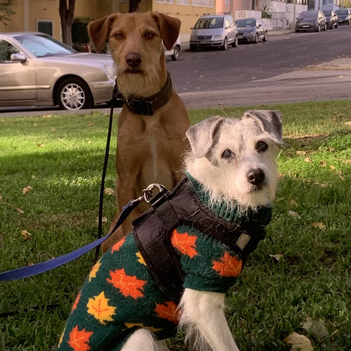 MRK9 - Cascais - Pet Sitting e Pet Walking