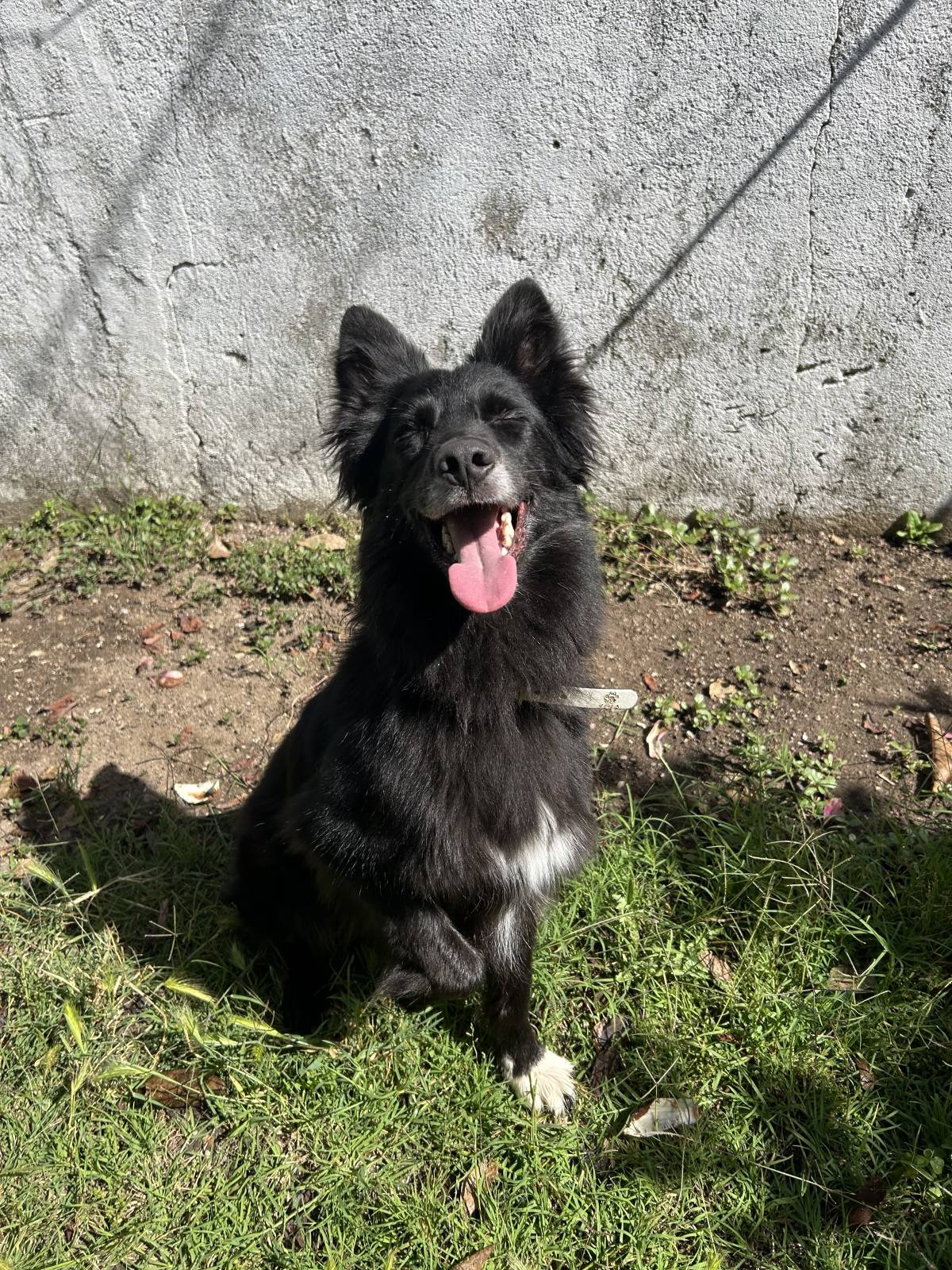 MRK9 - Cascais - Creche para Cães