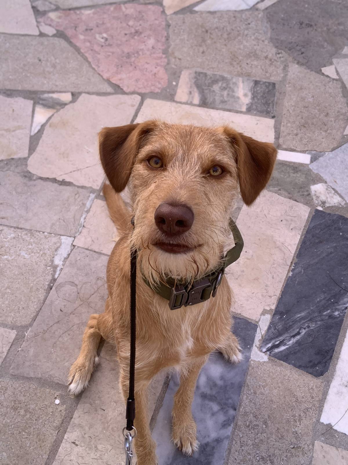 MRK9 - Cascais - Dog Sitting