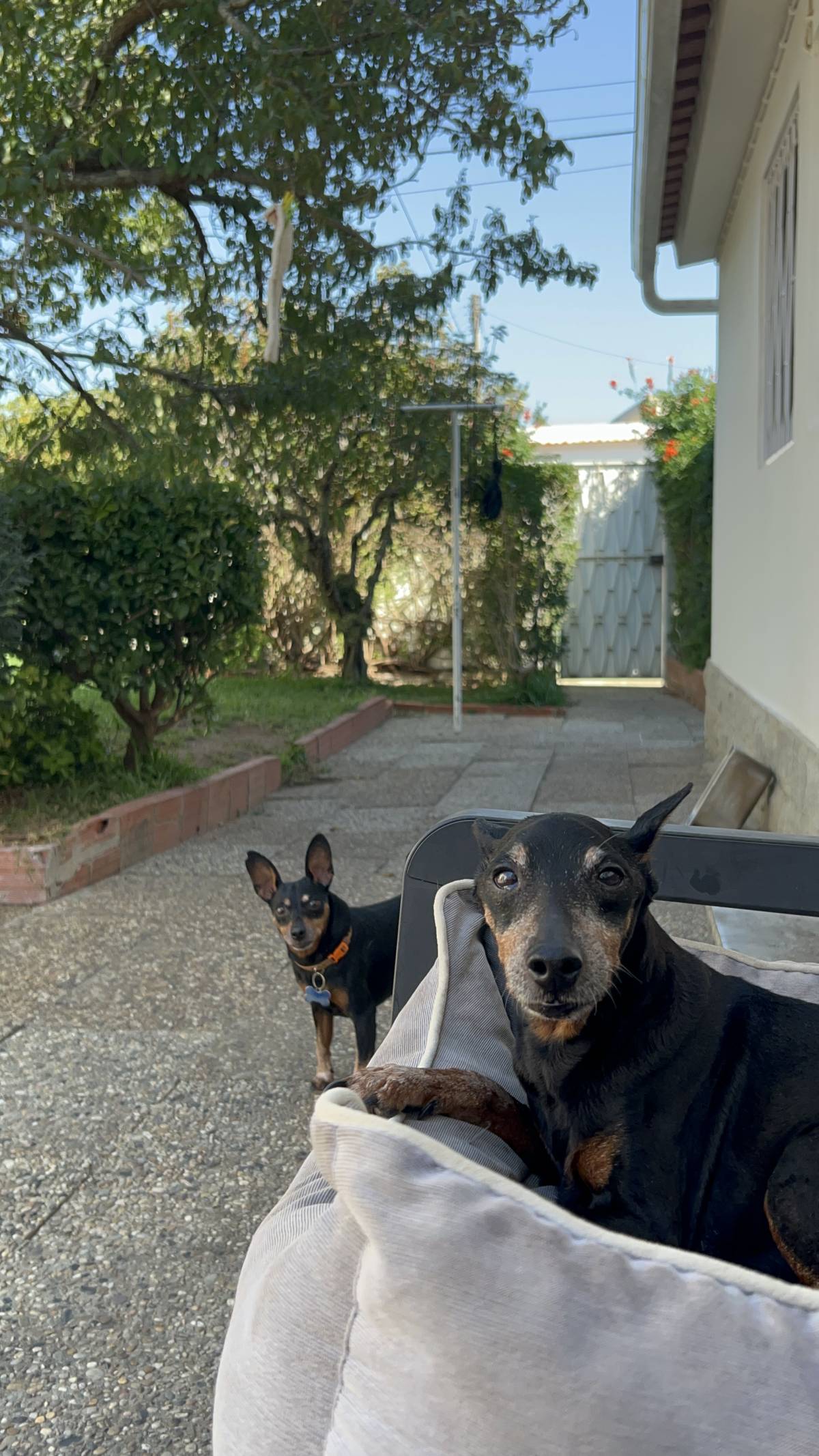 MRK9 - Cascais - Pet Sitting