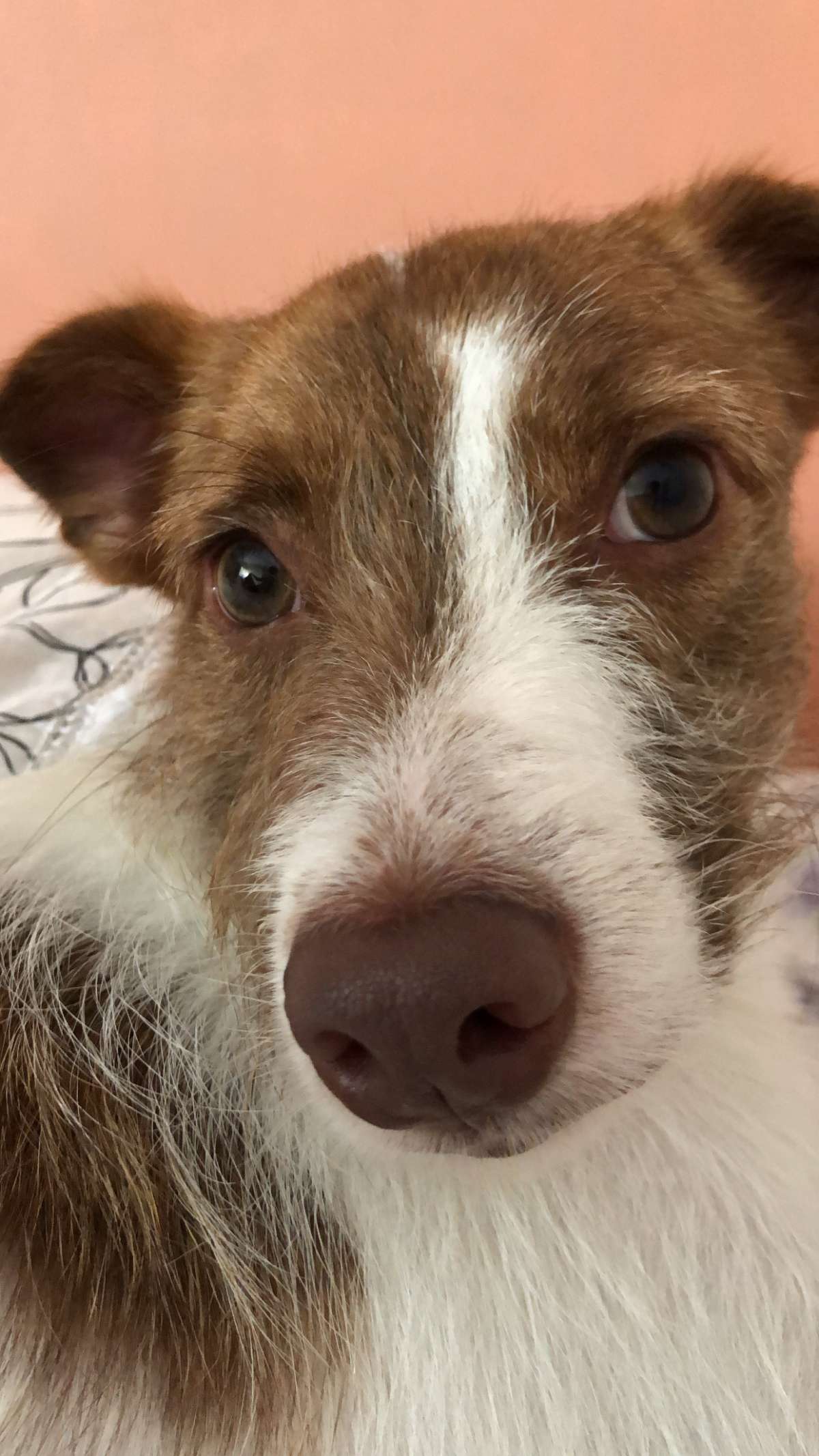 Cecília Cavalcanti/ Hotelzinho da Ceci (Insta) - Viseu - Pet Sitting