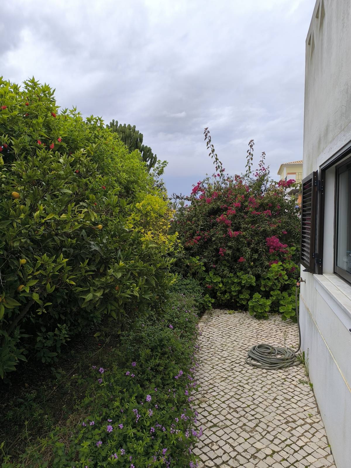Bruno Rosa - Lagos - Limpieza de terrenos