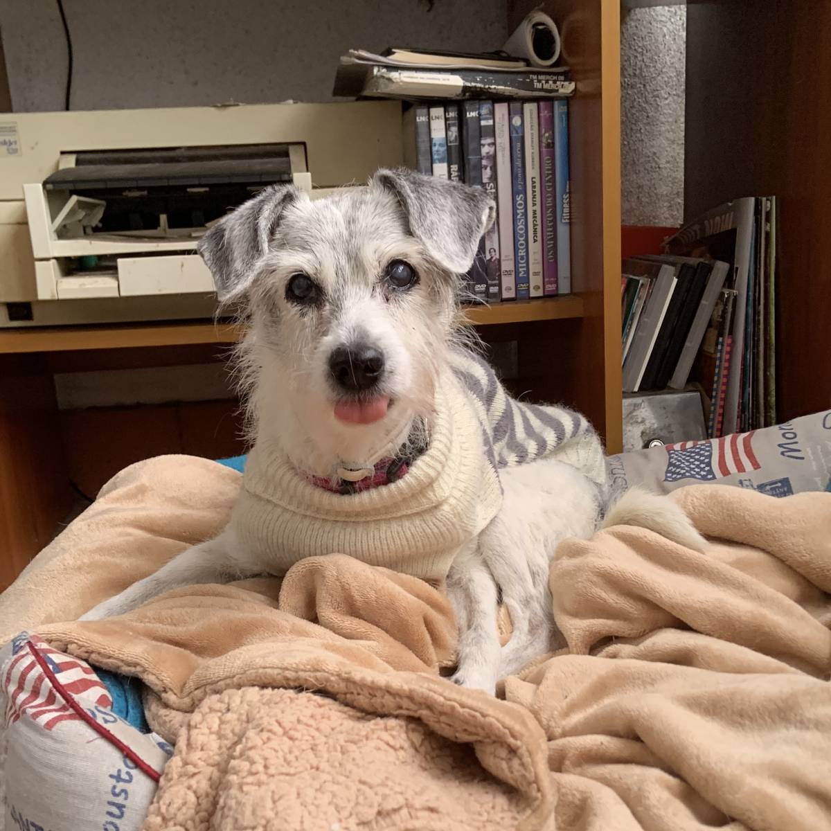 MRK9 - Cascais - Treino de Animais