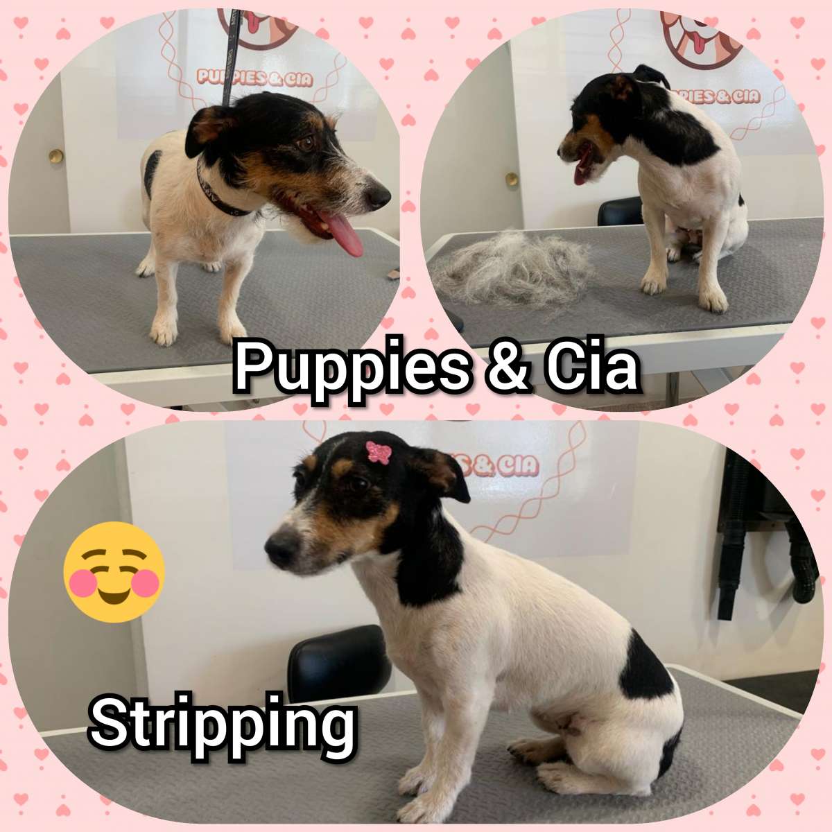 Puppies & Cia - Almeirim - Cuidados para Animais de Estimação