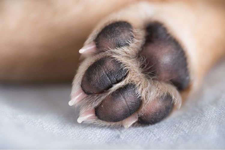 Sara Silva - Vila Nova de Gaia - Dog Daycare