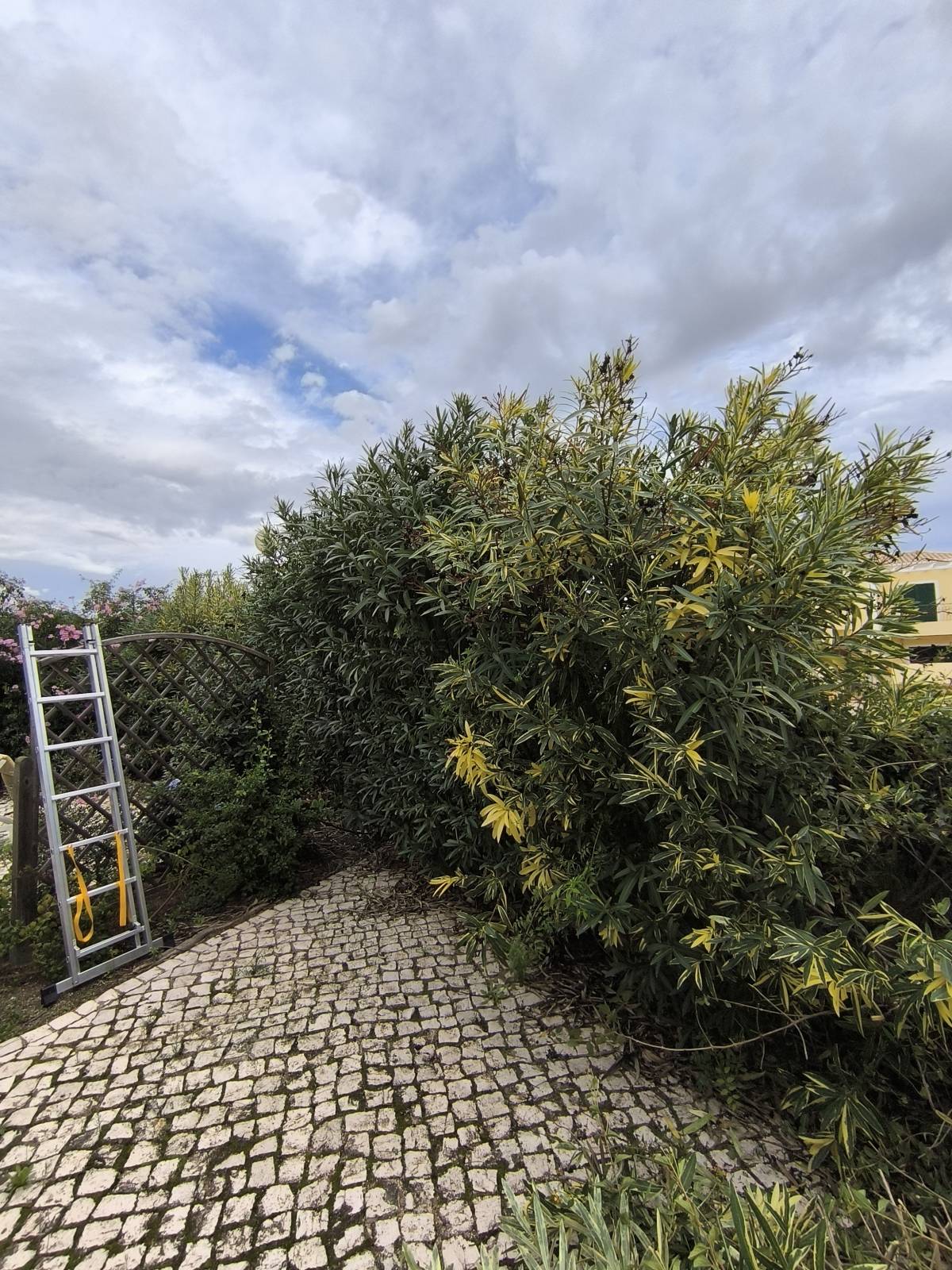 Bruno Rosa - Lagos - Instalación de césped artificial