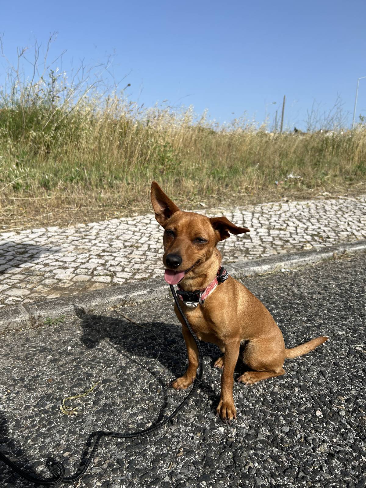 MRK9 - Cascais - Cat Sitting