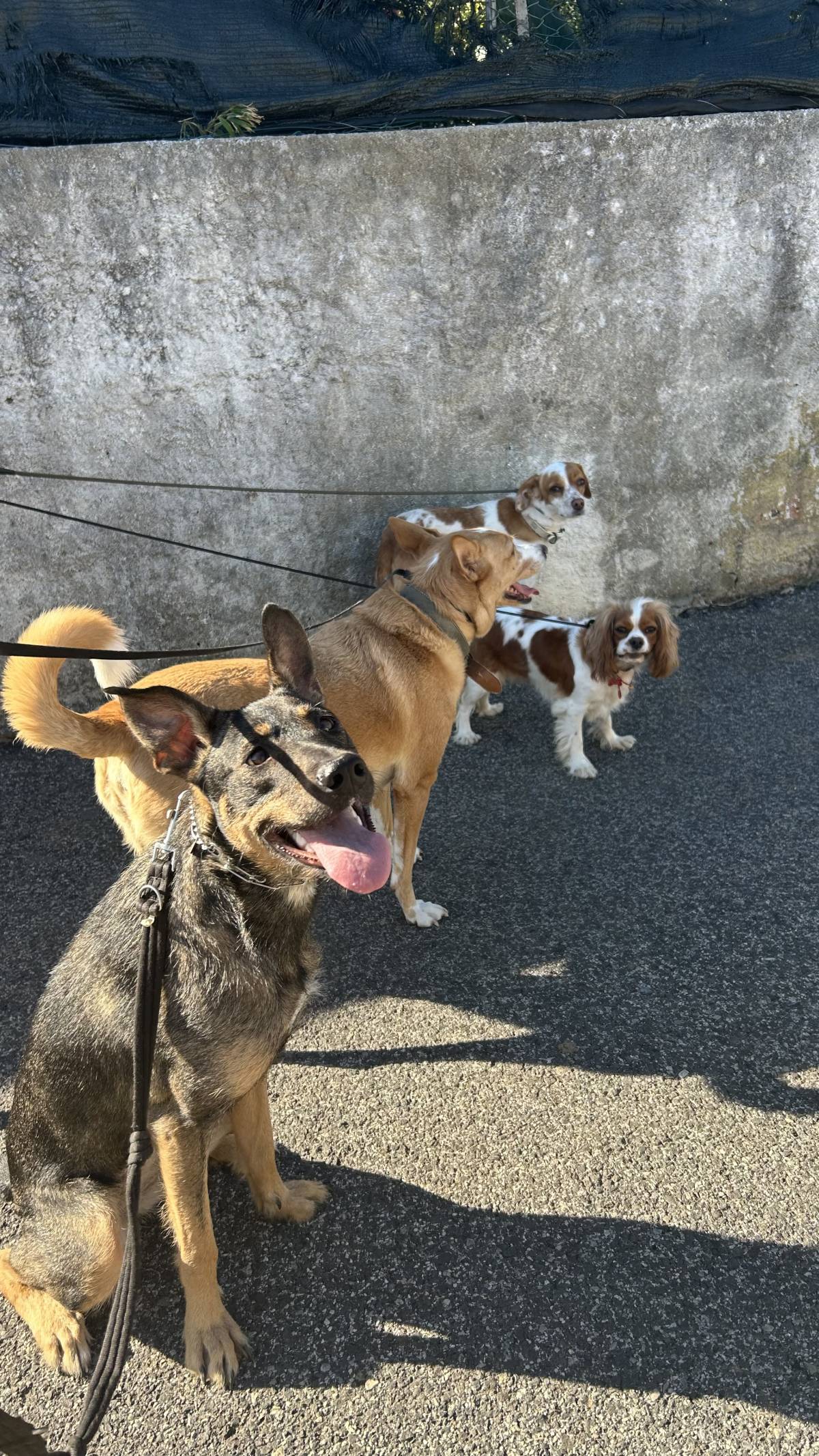 MRK9 - Cascais - Pet Sitting e Pet Walking