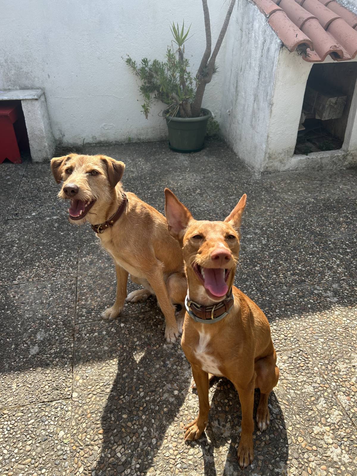 MRK9 - Cascais - Dog Sitting