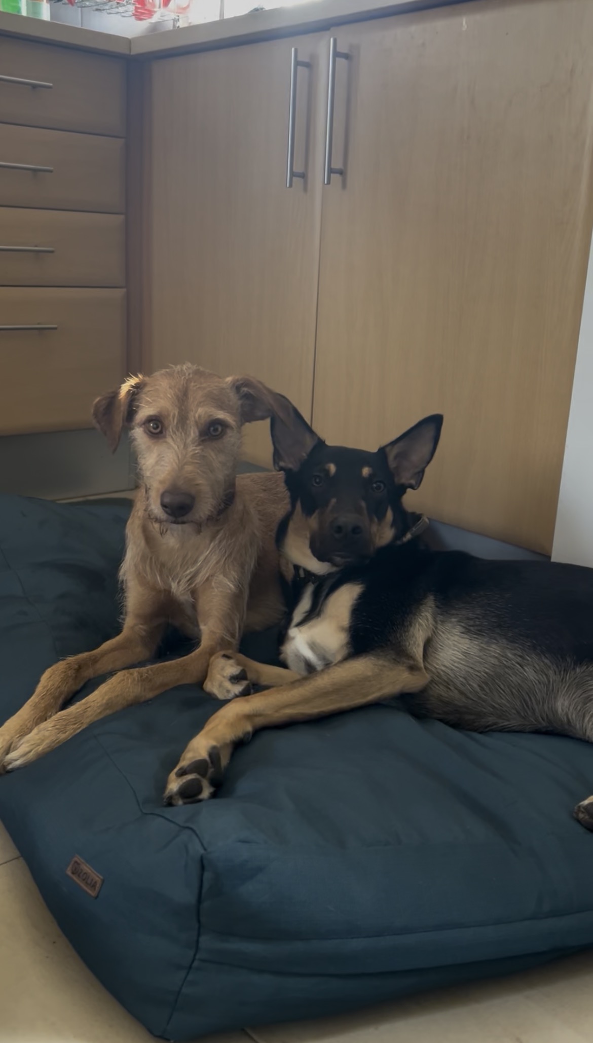 MRK9 - Cascais - Hotel de Animais de Estimação