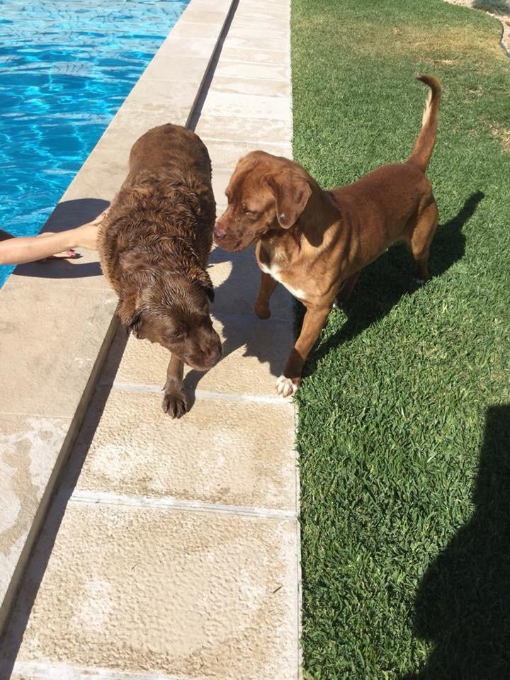 Carolina Cunha - Almada - Paseador de perros