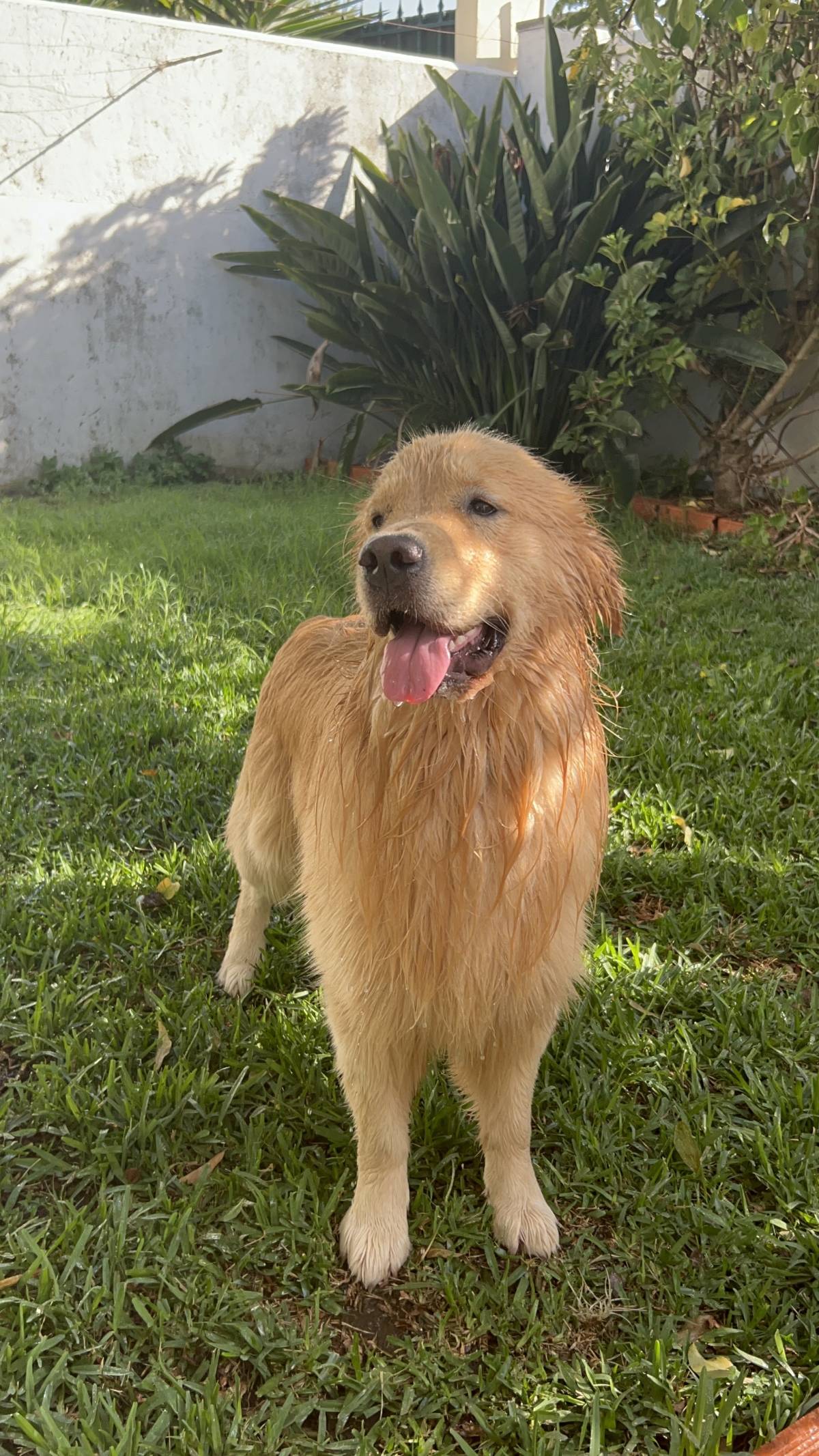 MRK9 - Cascais - Treino de Animais