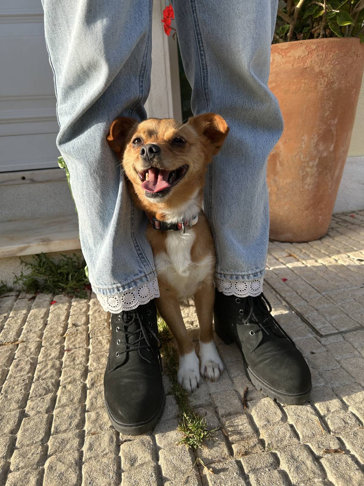 MRK9 - Cascais - Creche para Cães