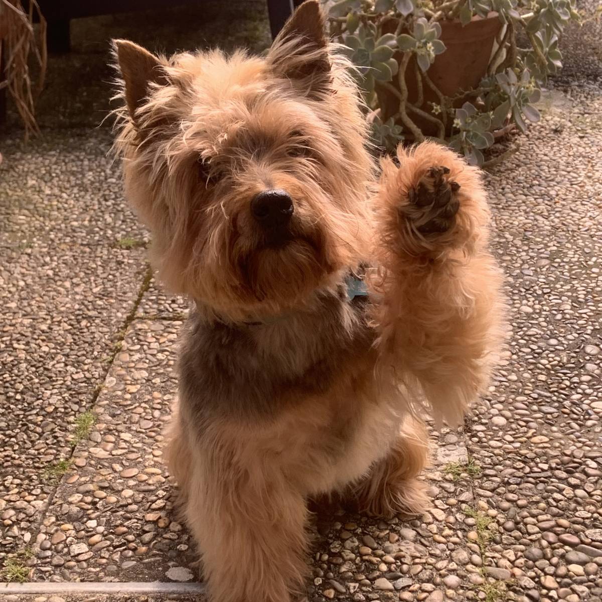 MRK9 - Cascais - Pet Sitting