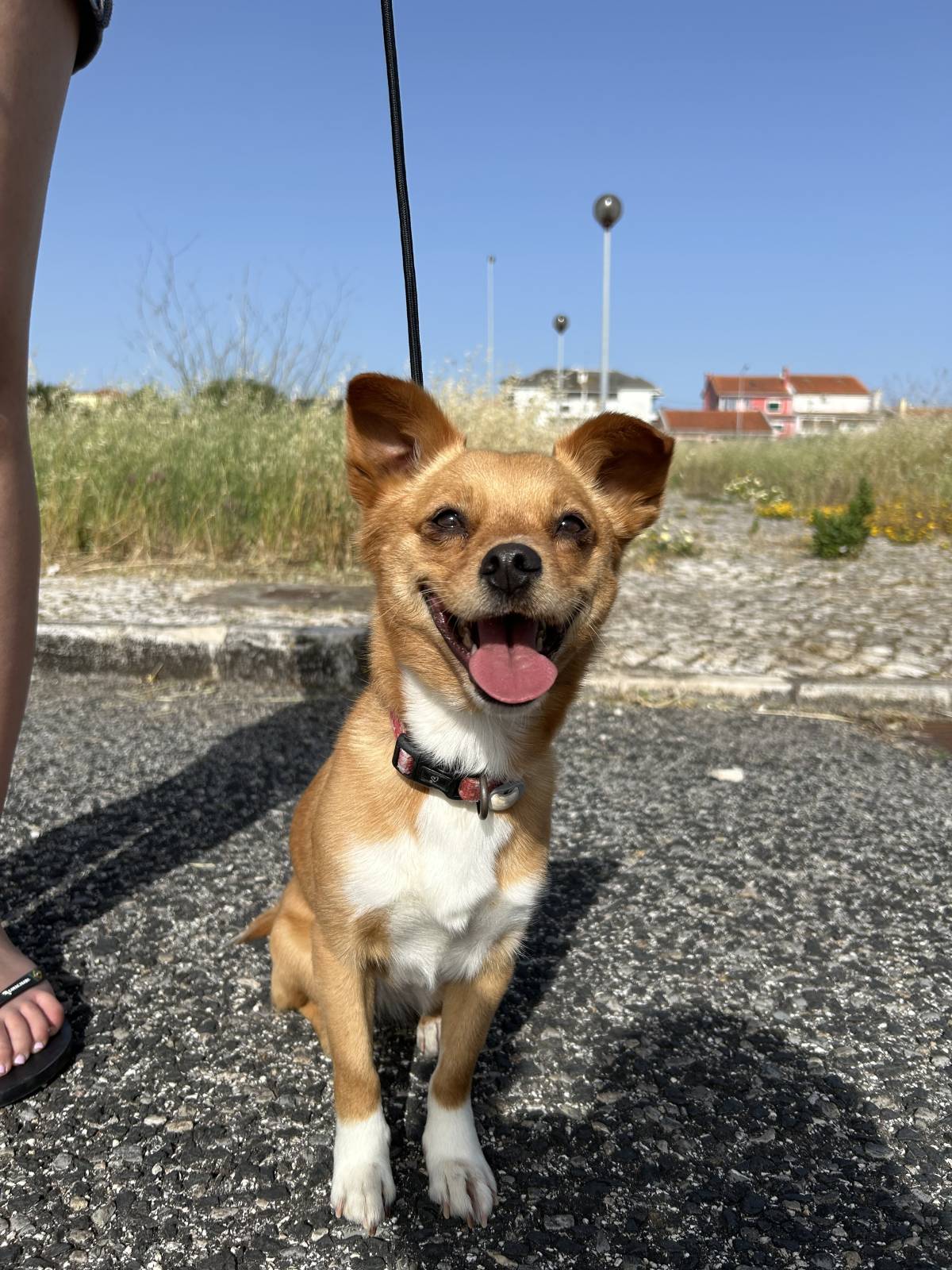 MRK9 - Cascais - Treino de Cães - Aulas