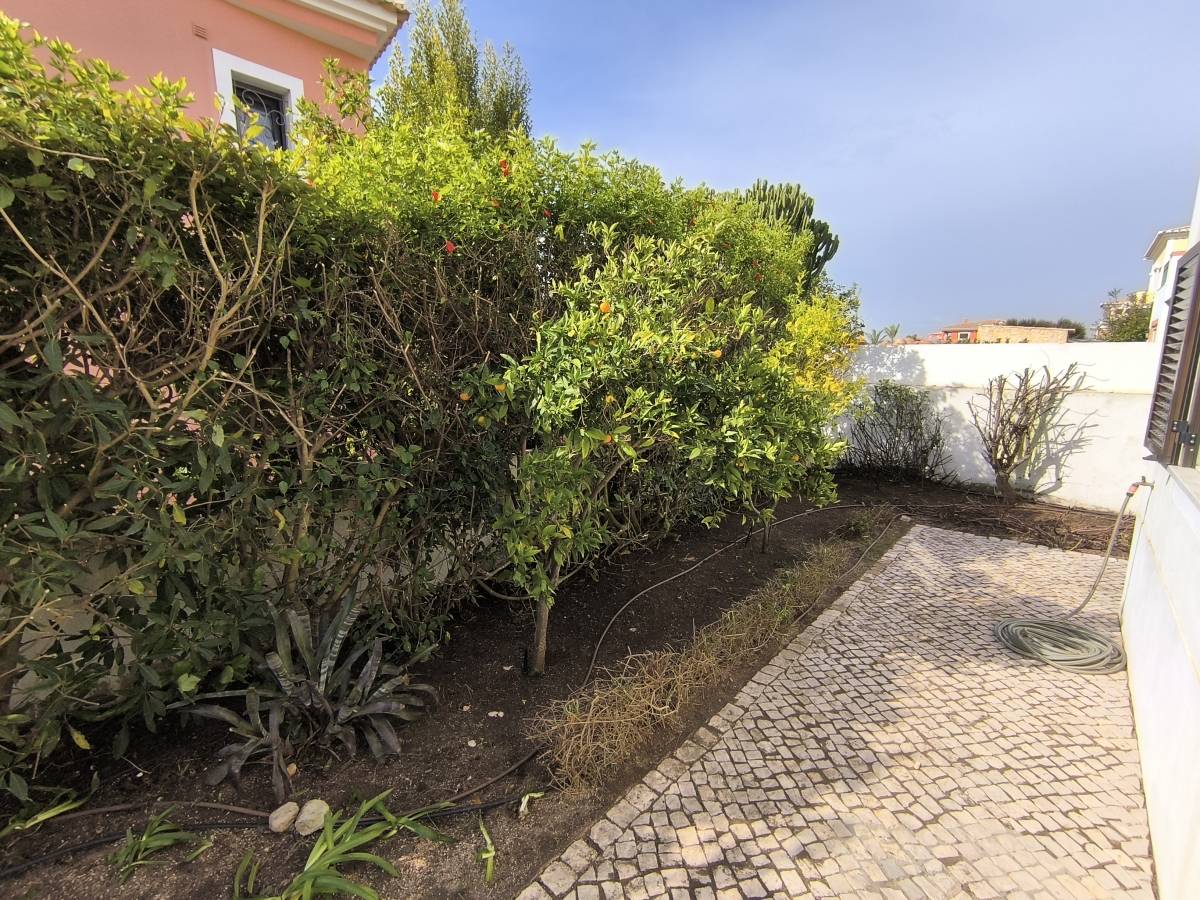 Bruno Rosa - Lagos - Poda y mantenimiento de árboles