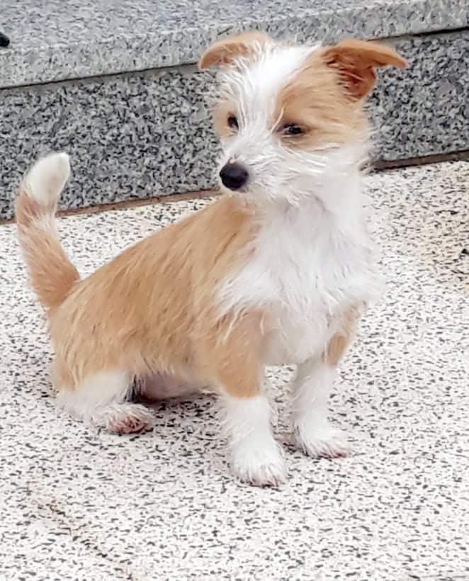 Luana Fernandes - Amares - Cuidado y peluquería para mascotas