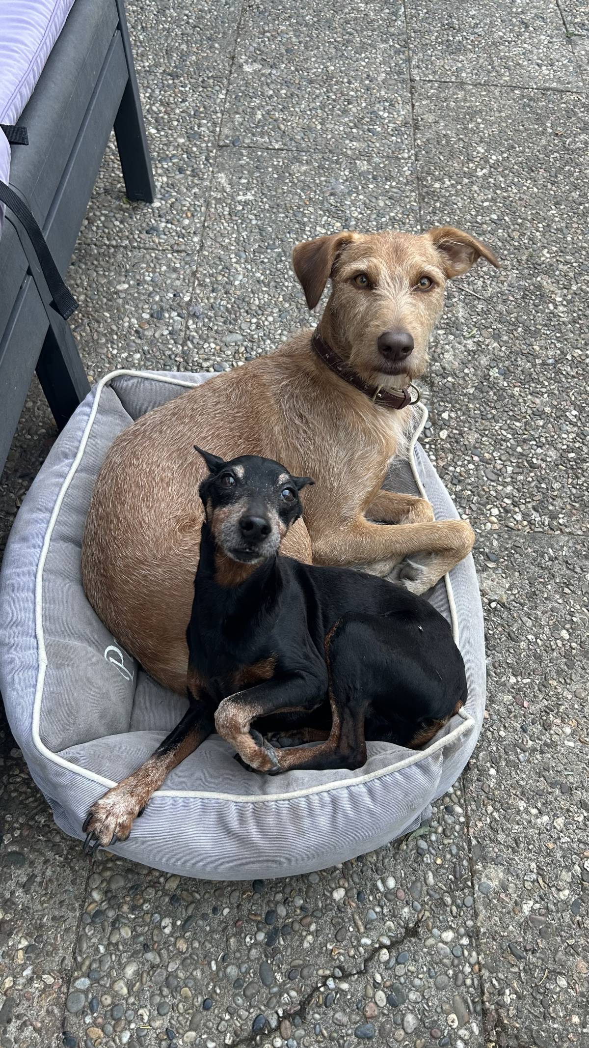 MRK9 - Cascais - Pet Sitting