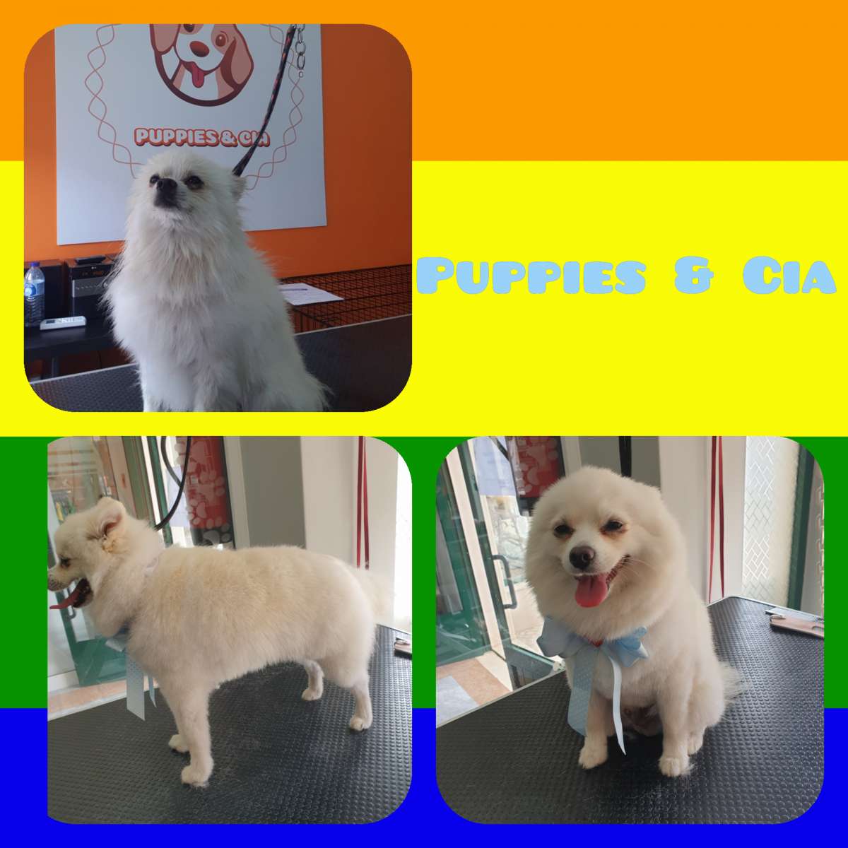 Puppies & Cia - Almeirim - Baths and Grooming for Animals