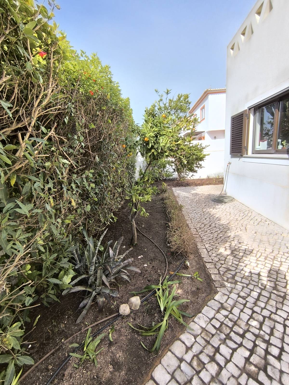 Bruno Rosa - Lagos - Plantación de árboles