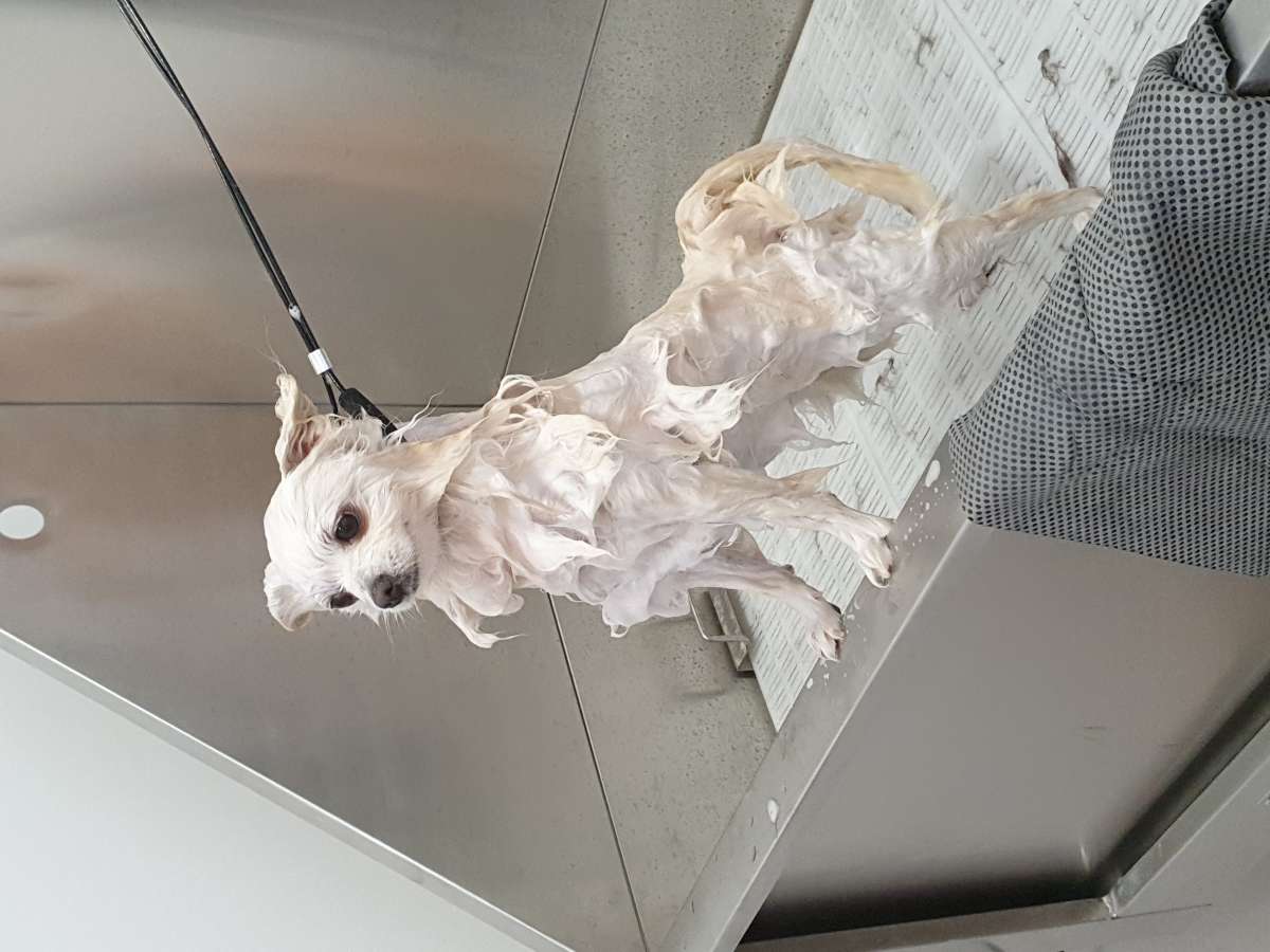 Puppies & Cia - Almeirim - Pet Care and Grooming