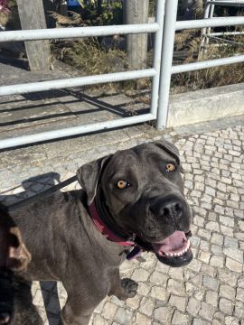 MRK9 - Cascais - Dog Walking