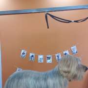 Puppies & Cia - Almeirim - Banhos e Tosquias para Animais