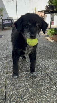 MRK9 - Cascais - Treino de Cães