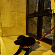 Marco Almeida - Lisboa - Promenade de chiens